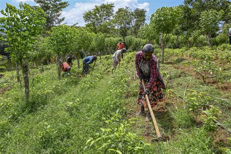 Sri Lanka's Organic Farming Experiment Went Catastrophically Wrong