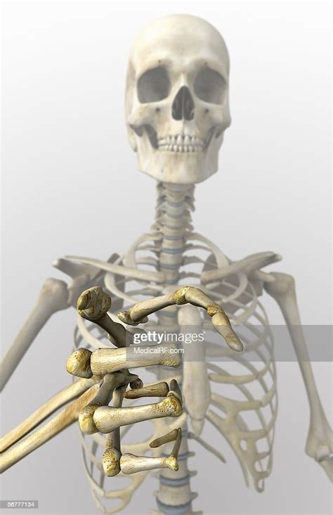 Anterior View Of A Skeleton With A Pointing Finger High-Res Vector ...