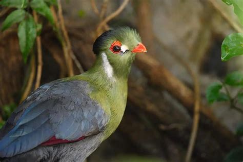 8 magnificent green birds - Birds Coach