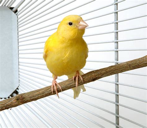 380+ Canary Bird Singing Pictures Stock Photos, Pictures & Royalty-Free ...