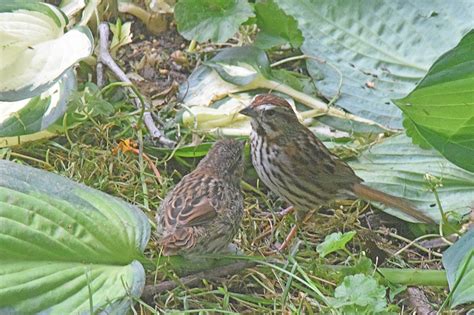 nature tales and camera trails: Baby Sparrow Feeding Time