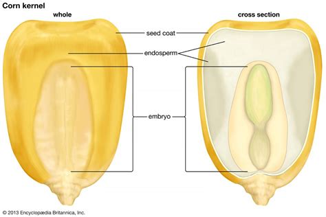 Endosperm & It's Types in Angiosperms : Plantlet