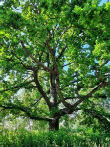 9 Oak Tree Symbolism and Spiritual Meanings (and Leaf)