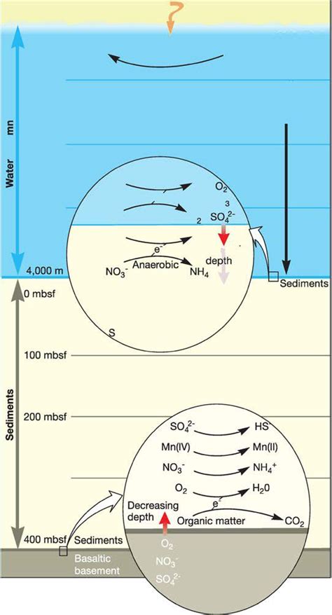 Microorganisms in Benthic Marine Environments - Microbiology Notes