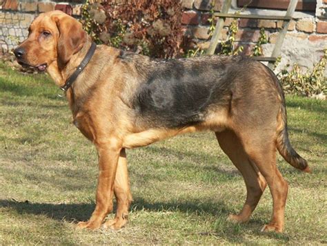 Polish Hound / Ogar Polski #Dogs #hunting