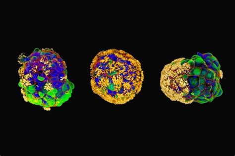 Scientists build tiny biological robots from human cells - Nexus Newsfeed