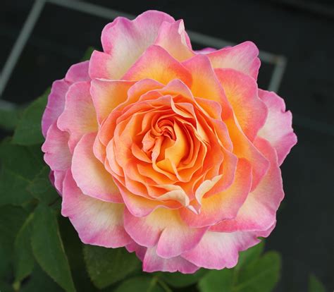 hybrid tea roses for sale uk #Hybridtearoses | Hybrid tea roses, Hybrid tea roses care, Tea roses