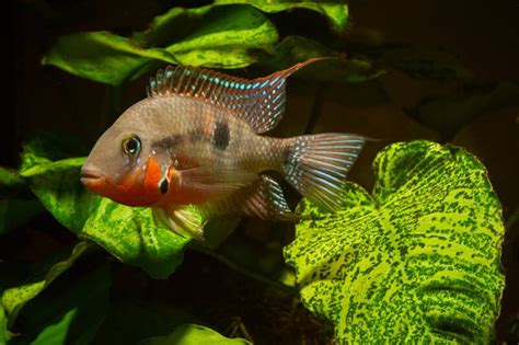 Keeping Firemouth Cichlids Successfully and Peacefully