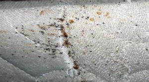 Bed Bug Eggs - What Do They Look Like?