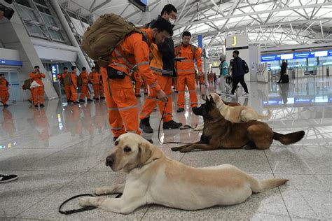 Can Dogs Tell When An Earthquake Is Coming