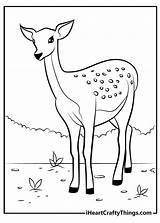 Deer Coloring Page sketch template