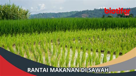 Rantai Makanan di Sawah: Ekosistem Demi Keseimbangan Alam - Biotifor