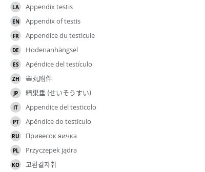 Appendix of testis - e-Anatomy - IMAIOS