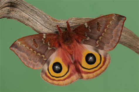 Io moth 1 by bugalirious-STOCK on DeviantArt