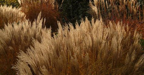 Sedges & Grasses