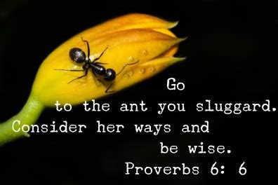 Consider the Ant in Your Definition of Work Ethic (Proverbs 6:6)