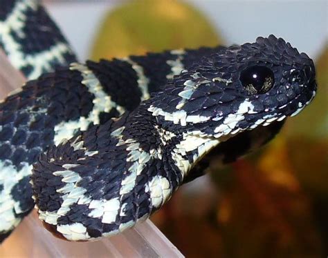 (Atheris squamigera) variable bush viper Venom not well studied, but likely hemotoxic. Bites ...