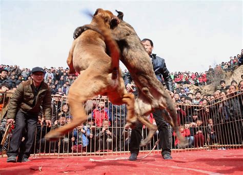 Dog fighting to the death in China - Mirror Online