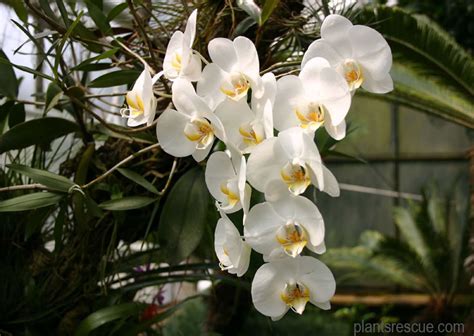 Anatomi Akar Anggrek Bulan (Phalaenopsis amabilis) - Biologizone