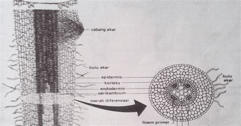 my blog: Susunan Dan Anatomi, Akar Dikotil Dan Monokotil