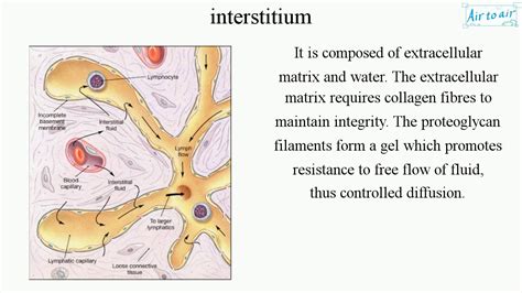 interstitium (English) - Medical terminology for medical students ...