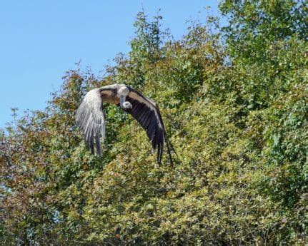 Free picture: condor, flight, raptor, wildlife, nature, feather, bird, outdoor, ground