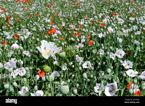 Cultivated white poppy field in Oxfordshire UK Stock Photo - Alamy