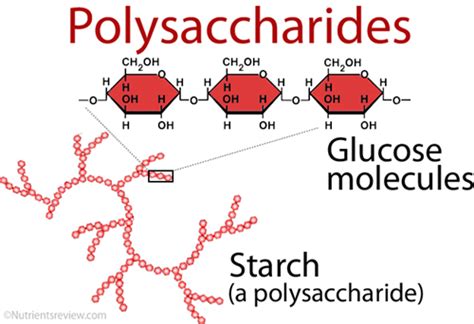 Polysaccharides examples and structure image - Nutrients Review