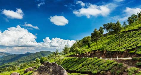 [SALE] Munnar Tea Plantation Walking Tour - Ticket KD