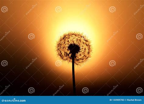 Dandelion Silhouette Against a Sunset Stock Image - Image of bloom, yellow: 133909783