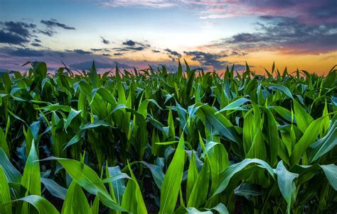 Wallpaper field, sunset, corn images for desktop, section природа - download