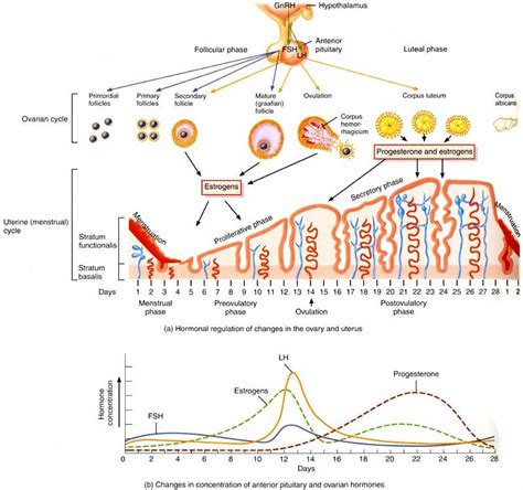 Female cycle, estrogen, progesterone, etc | Anatomia y fisiologia humana, Fisiología, Anatomia y ...