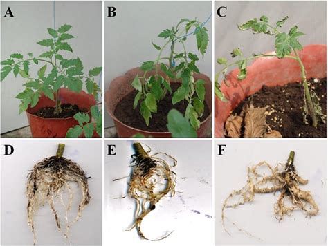 Symptoms in tomato plants infected by root-knot nematode Meloidogyne... | Download Scientific ...