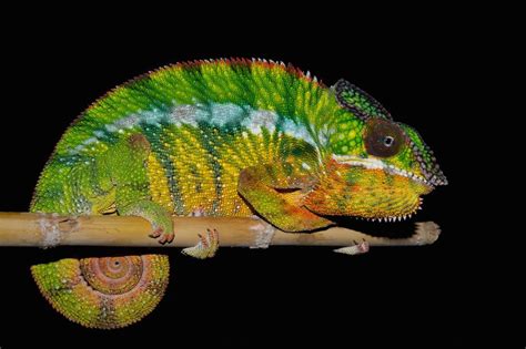 Colorful Find: Madagascar Chameleon Actually 11 Distinct Species | Live Science