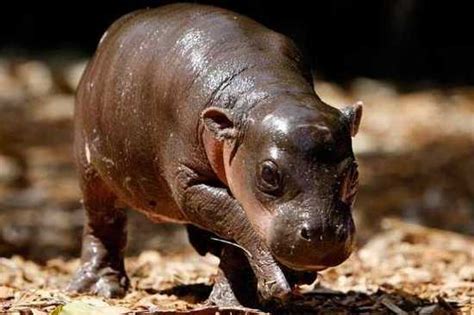 10 Fascinating Dwarf Animals - Listverse