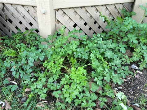 Parsley: A Landscape Edible