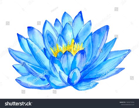 Watercolor Blue Lotus Flower Isolated On Stock Illustration 1565675656 ...