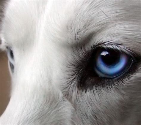 List 90+ Pictures What Color Are Wolves Eyes At Night Excellent