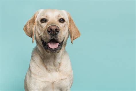 Viral Video Shows One-Eyed Dog Enjoying Free Sushi: 'So Wholesome' - Newsweek