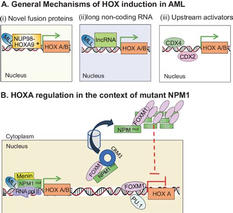 Regulation of HOX gene expression in AML | Blood Cancer Journal