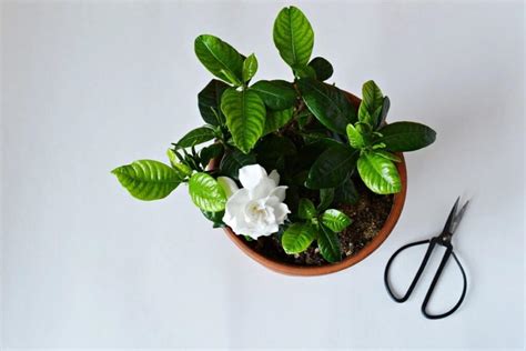 How to Grow and Care for Gardenia Bonsai Plant | Florgeous