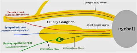 A Tale of Med Students: Ciliary Ganglion