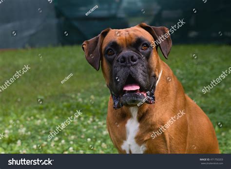 Portrait Of German Boxer Dog Stock Photo 471750203 : Shutterstock