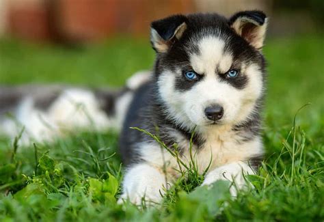 Siberian Husky Progression: Growth Chart, Milestones, and Training Tips - A-Z Animals