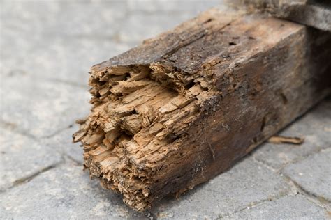 Life Cycle of Woodworm in the UK | Garratt's Damp Blog