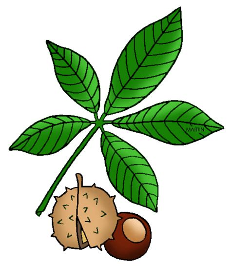 Buckeye Clip Art - ClipArt Best