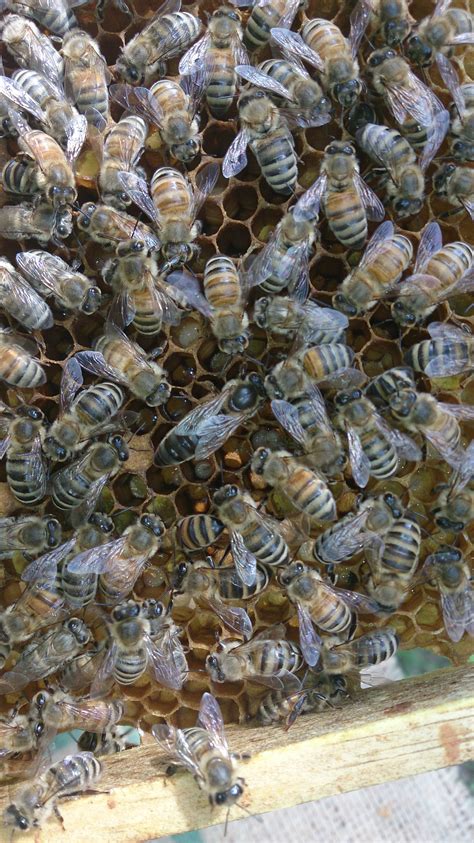 sun hive Archives - Beekeeping.isGood