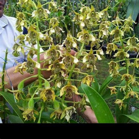 Dendrobium microphyllum. Orkid species. Orkid hutan. Size anak. | Shopee Malaysia