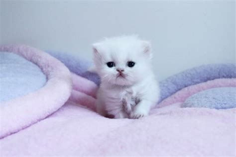 teacup kittens for free | Cute Cats Pictures | Persian kittens, Teacup persian kittens, Teacup ...