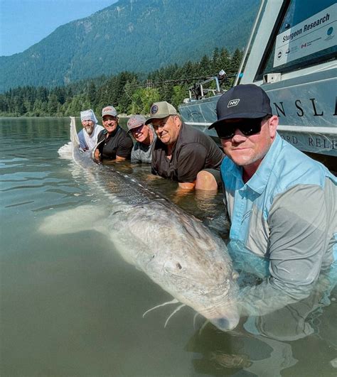 Giant White Sturgeon Fraser River